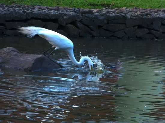 A GARA DA LAGOA DO PARQUE CENTENRIO, POR DARLAN RAYMUNDO - SO SEBASTIO DO CA - RS