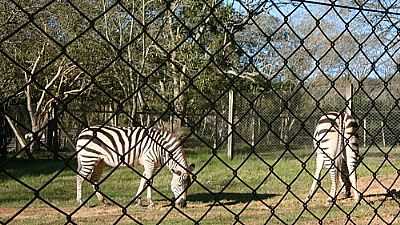 ZEBRA NO PARQUE ZOOLGICO-FOTO:HENRIQUE DE BORBA - SAPUCAIA DO SUL - RS