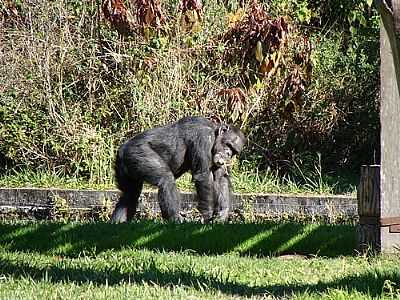 RECINTO DOS PRIMATAS-PARQUE ZOOLGICO-FOTO:HENRIQUE DE BORBA - SAPUCAIA DO SUL - RS