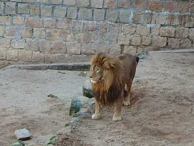 LEO NO PARQUE ZOOLGICO-FOTO:HENRIQUE DE BORBA - SAPUCAIA DO SUL - RS