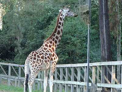 GIRAFA NO PARQUE ZOOLGICO-FOTO: HENRIQUE DE BORBA  - SAPUCAIA DO SUL - RS