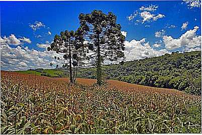 MILHARAL-FOTO:CLAUDIO DE TAUNAY - SARANDI - RS