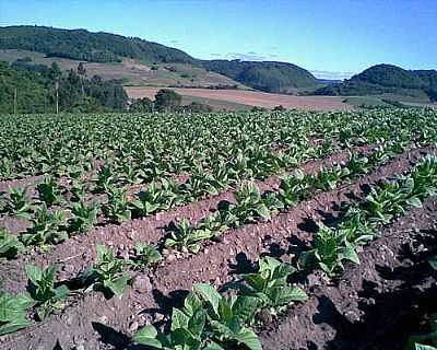 PLANTAO DE FUMO-FOTO:EDIR FOLMER  - SEGREDO - RS