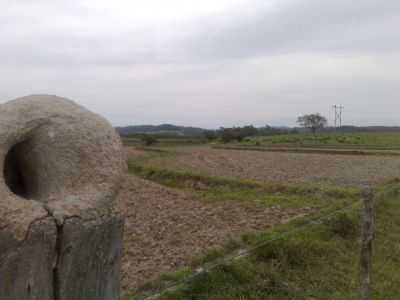 LAVOURA DE ARROZ FARROUPILHA, POR JONES MARTINS DE CARRVALHO - SENTINELA DO SUL - RS