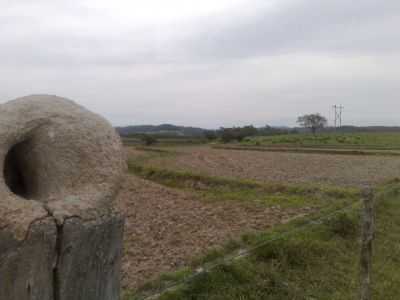 LAVOURA DE ARROZ FARROUPILHA, POR JONES MARTINS DE CARRVALHO - SENTINELA DO SUL - RS