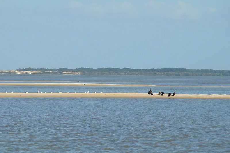 TAPES-RS-RONCADOR-ENSEADA DA LAGOA DOS PATOS-FOTO:ADEMIR GONCALVES DA SILVA  - TAPES - RS