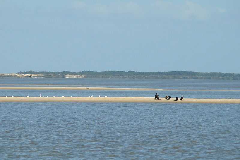 TAPES-RS-RONCADOR-ENSEADA DA LAGOA DOS PATOS-FOTO:ADEMIR GONCALVES DA SILVA  - TAPES - RS