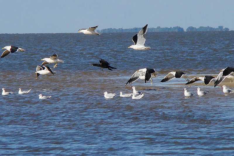 TAPES-RS-RONCADOR-ENSEADA DA LAGOA DOS PATOS-FOTO:ADEMIR GONCALVES DA SILVA - TAPES - RS