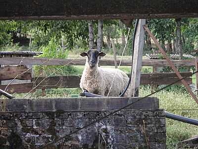 TAQUARU DO SUL-POR RODOLFOORTIGARA - TAQUARUU DO SUL - RS