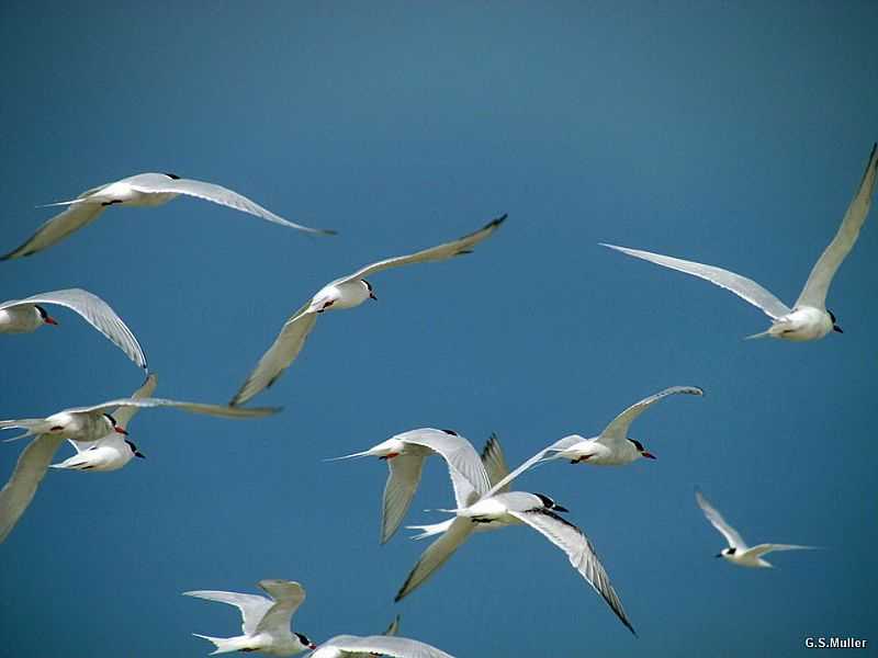 TAVARES-RS-AVES NO PARQUE NACIONAL LAGOA DO PEIXE-FOTO:GILBERTO SANDER MLLER - TAVARES - RS