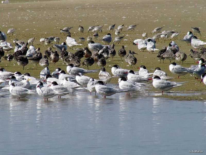 TAVARES-RS-AVES VARIADAS NA PRAIA DO PARQUE NACIONAL LAGOA DO PEIXE-FOTO:GILBERTO SANDER MLLER - TAVARES - RS