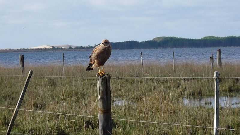 TAVARES-RS-CHIMANGO NA LAGOA DO PEIXE-FOTO:UBIRAJARA BUDDIN CRUZ - TAVARES - RS