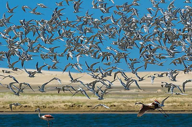 TAVARES-RS-FLAMINGOS NA LAGOA DO PEIXE-FOTO:RENATO GRIMM - TAVARES - RS