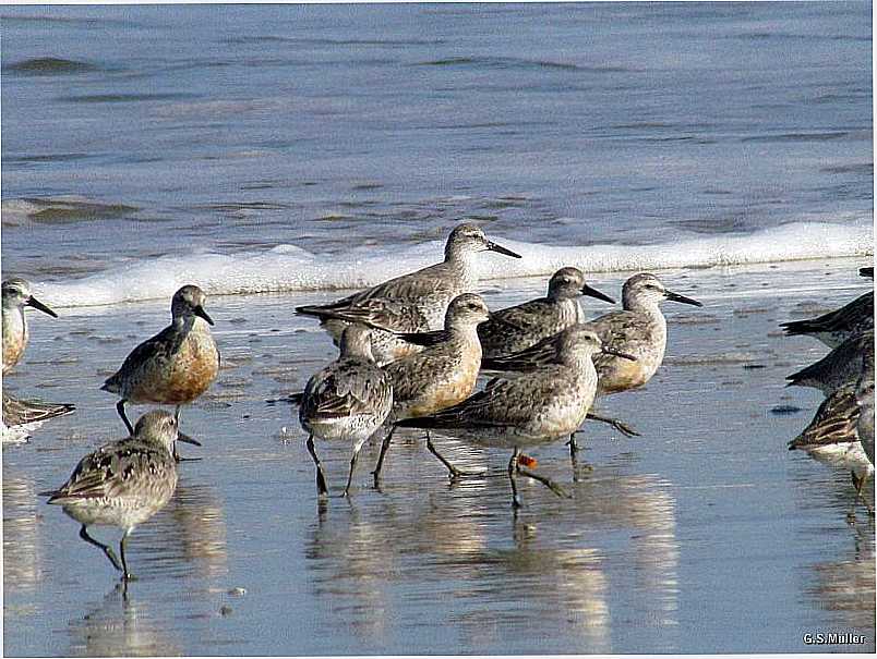 TAVARES-RS-NARCEJAS NA PRAIA DO PARQUE NACIONAL LAGOA DO PEIXE-FOTO:GILBERTO SANDER MLLER - TAVARES - RS