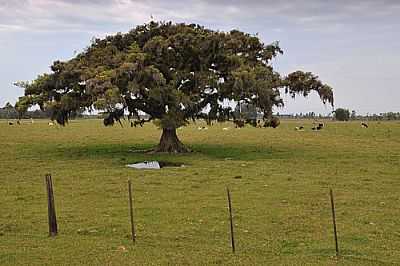 FIGUEIRA-FOTO:GERMANO SCHR  - TERRA DE AREIA - RS