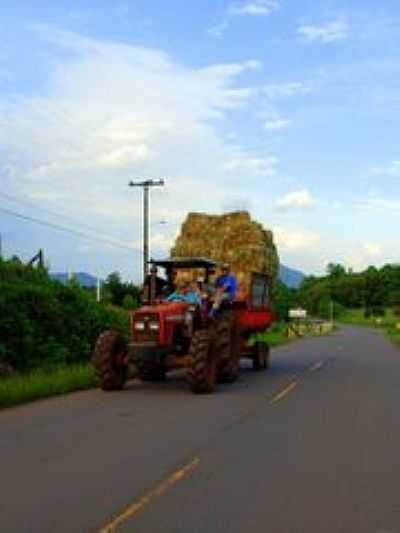 TRANSPORTE DE FARDOS DE PASTAGEM-FOTO:ANELISE KUNRATH  - TEUTNIA - RS