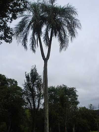 COQUEIRO COM FORQUILHA-FOTO:LAERCIO.W  - TIRADENTES DO SUL - RS