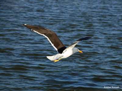 AVES NO MAMPITUBA-FOTO:ANELISE KUNRATH  - TORRES - RS