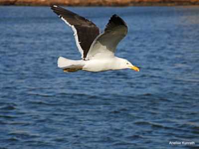 AVES NO MAMPITUBA-FOTO:ANELISE KUNRATH  - TORRES - RS