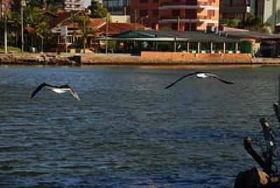 AVES NO MAMPITUBA-FOTO:ANELISE KUNRATH  - TORRES - RS