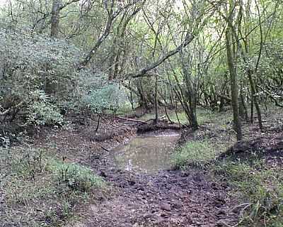 TOURO PASSO-FOTO:ARCHIMEDES  - TOURO PASSO - RS