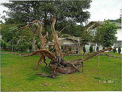 RAIZ DE RVORE-FLICKR. - TRS ARROIOS - RS