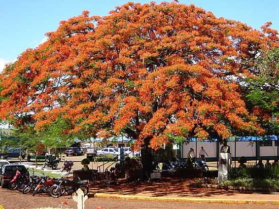 TRS DE MAIO-RS-VELHO FLAMBOYANT-FOTO:ADILSON MOACIR WEDDI - TRS DE MAIO - RS