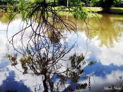 DETALHE DO PARQUE DO LAGO, POR MARCELO NECKEL - TRS PASSOS - RS