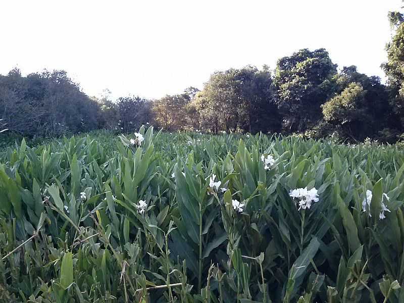 TUPARENDI-RS-CAMPO DE GENGIBRE-FOTO:ELTON WISCH - TUPARENDI - RS