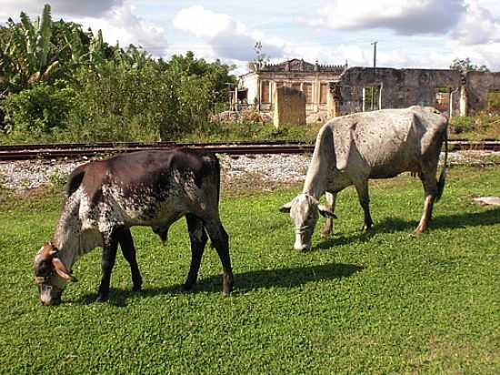 MATA DE SO JOO-BA-VIDA RURAL-FOTO:CARLOS H. SILVA DE S - MATA DE SO JOO - BA
