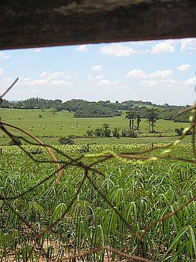 LAVOURA E PASTAGEM-FOTO:SWAROLIS  - VALE VERDE - RS