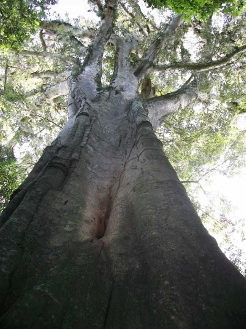 FIGUEIRA GIGANTE - VALE VERDE - RS