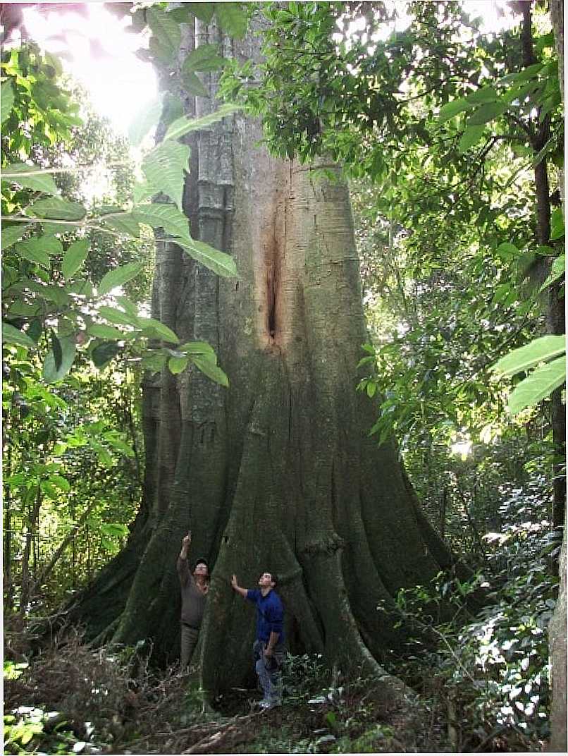 FIGUEIRA GIGANTE - VALE VERDE - RS