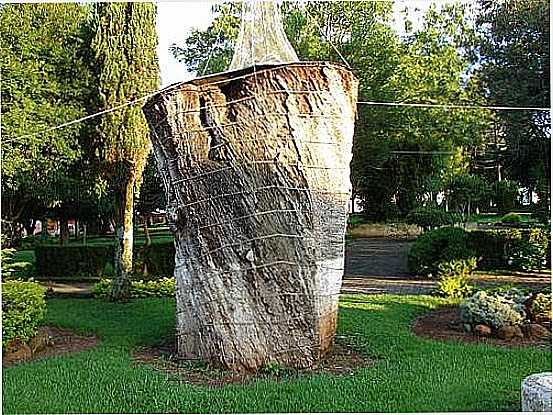 MONUMENTO DA IMBIA, RVORE NATIVA DO MUNICPIO,COM IDADE ESTIMADA EM 700 ANOS EM GUA DOCE-SC-FOTO:DIEGO AUGUSTO LUCHES - GUA DOCE - SC