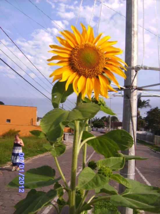 GIRASOL, POR ROSA MARIA - ARAQUARI - SC