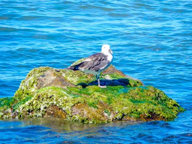 A ILHA, POR LINCOLN RODRIGO - BARRA VELHA - SC