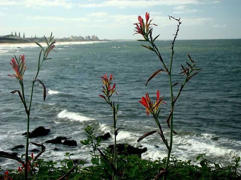 BARRA VELHA-SC-FLORES E O MAR-FOTO:VALMICE VIEIRA - BARRA VELHA - SC