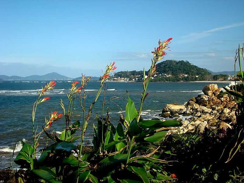 BARRA VELHA-SC-FLORES NA PRAIA-FOTO:VALMICE VIEIRA - BARRA VELHA - SC