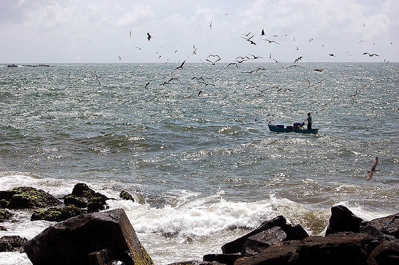 BARRA VELHA-SC-PESCA ARTESANAL E AS GAIVOTAS-FOTO:JAKSON SANTOS - BARRA VELHA - SC