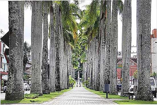 RUA DAS PALMEIRAS FOTO
 MARCELO MARTINS - BLUMENAU - SC