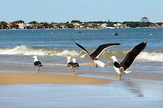 PSSAROS NA PRAIA DE ZIMBROS EM BOMBINHAS-SC-FOTO:WOLFGANG WODECK - BOMBINHAS - SC