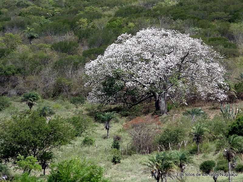 MIRANGABA-BA-LINDA IMAGEM NA REA RURAL-FOTO:LOSFOTOSDERATONUGUAU - MIRANGABA - BA