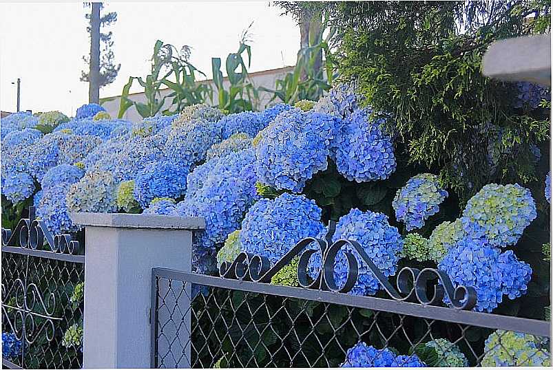 IMAGENS DA CIDADE DE CAMPO ALEGRE - SC - CAMPO ALEGRE - SC