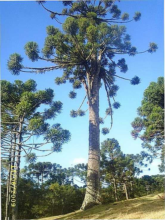 ARAUCRIA CENTENRIA EM CAMPO ALEGRE-FOTO:MIGUEL ARCANJO SOUSA - CAMPO ALEGRE - SC