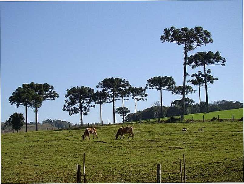 IMAGENS DA CIDADE DE CAPINZAL - SC - CAPINZAL - SC