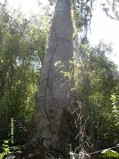 RVORE CENTENRIA NA SERRA DO MOCAMBO-FOTO:JOQUINHA BANDIAU  - MOCAMBO - BA