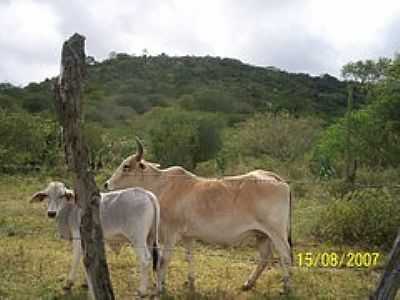 GADO-FOTO:JOQUINHA BANDIAU  - MOCAMBO - BA