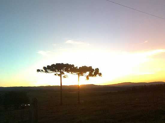 ARAUCRIAS AO ENTARDECER EM CORREIA PINTO-SC-FOTO:EZEQUIEL THIAGO - CORREIA PINTO - SC