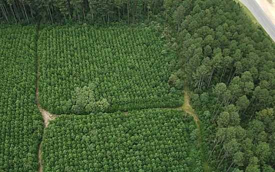 PLANTAO DE PINUS EM CORREIA PINTO-SC - CORREIA PINTO - SC