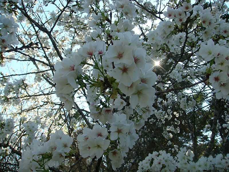 CURITIBANOS-SC-FLORADA DA CEREJEIRA NO PARQUE SAKURA-FOTO:WOLNEY CESAR FELIPE - CURITIBANOS - SC